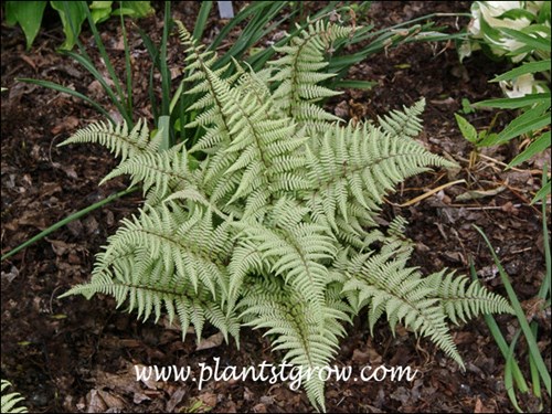 This Athyrium has a ghostly cast to the foliage color.